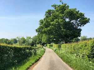 Green hedges and trees along a country lane with clear blue skies.