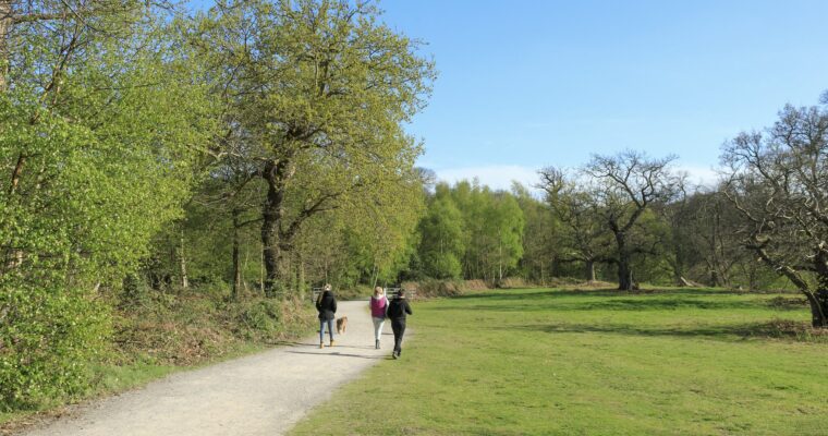 Shorne Woods Country Park Site