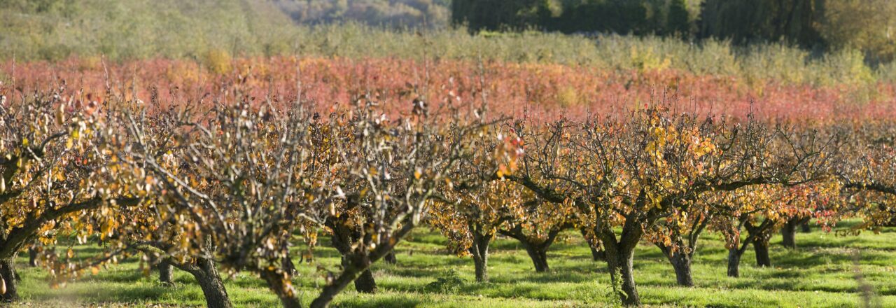 A row of pear trees