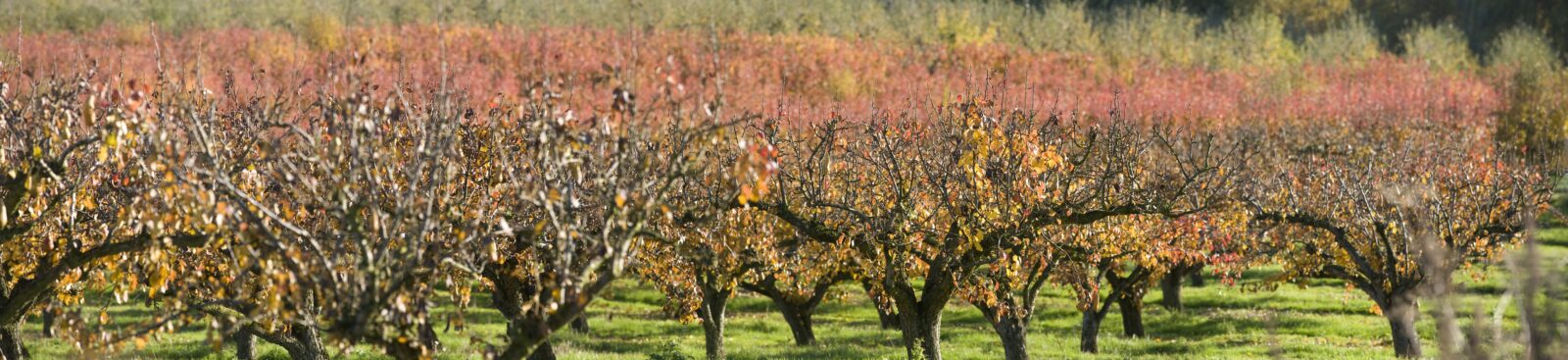 A row of pear trees