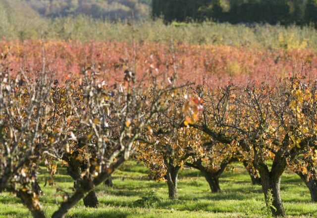 A row of pear trees