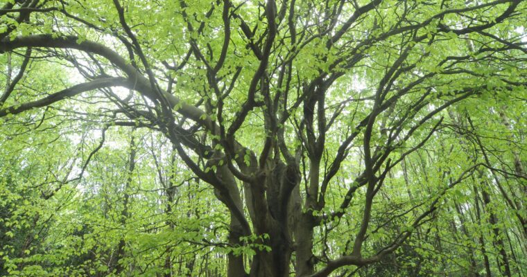 Close up of a tree