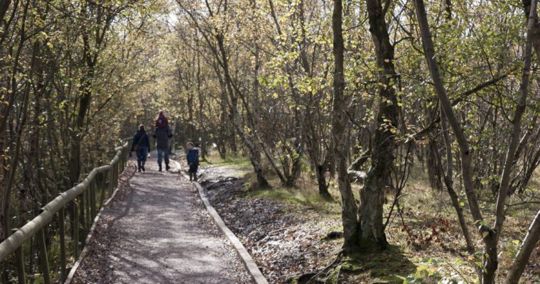 woodland walk in shorne woods