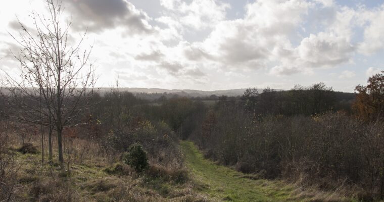 Bare woodland in autumn