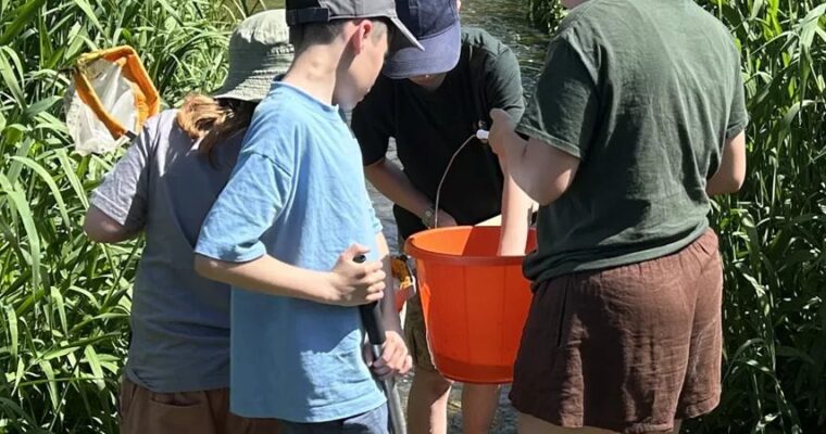 Children amongst reeds going pond dipping.