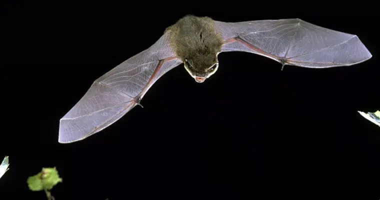 A bat flying at night.