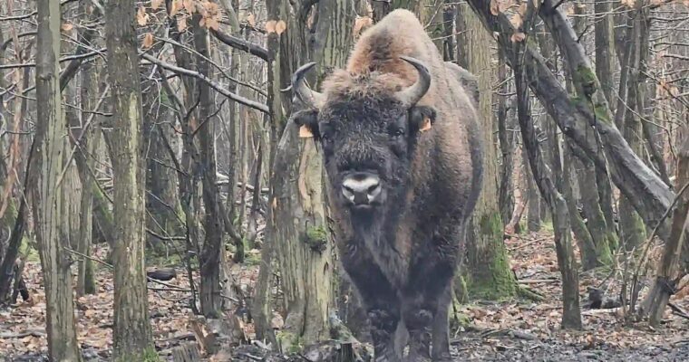 Bison roaming in woodland