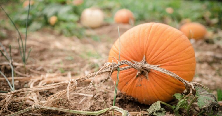 Image of pumpkins in a field
