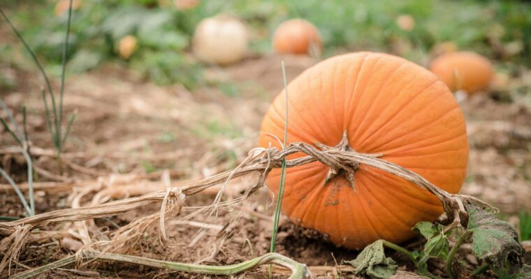 Image of pumpkins in a field