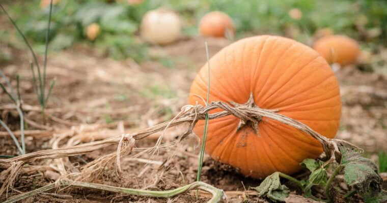 Image of pumpkins in a field